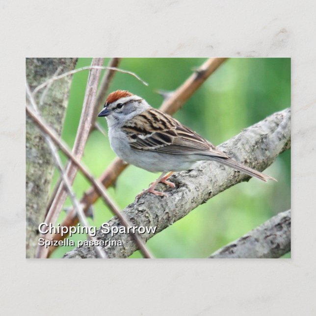 Chipping Sparrow Postcard Postkarte (Vorderseite)