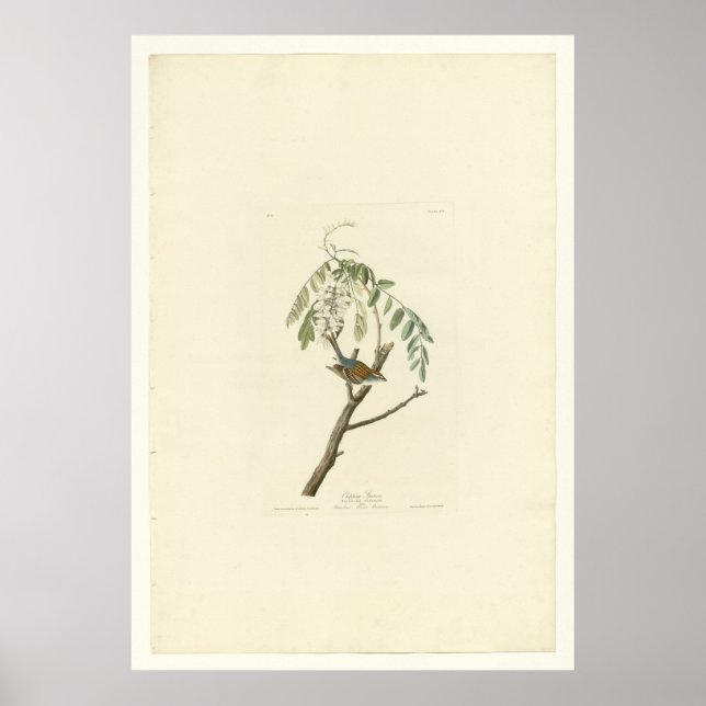 Chipping Sparrow Poster (Vorne)