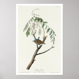 Chipping Sparrow Poster