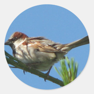 Chipping Sparrow Runder Aufkleber