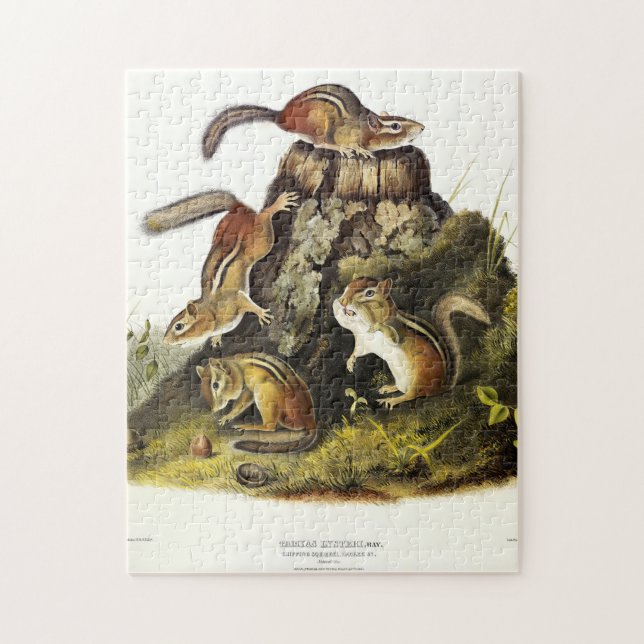 Chipping Squirrel ( Eastern Chipmunk ) von Audubon (Vertikal)