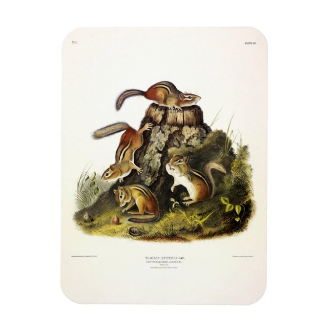 Chipping Squirrel ( Eastern Chipmunk ) von Audubon Magnet (Vertikal)