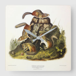 Chipping Squirrel ( Eastern Chipmunk ) von Audubon Quadratische Wanduhr