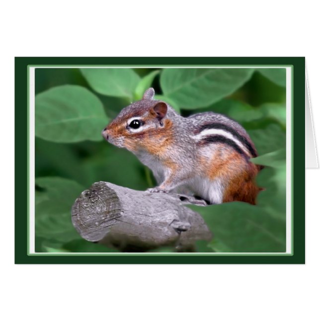 Chippy Le Chipmunk (Devant horizontal)