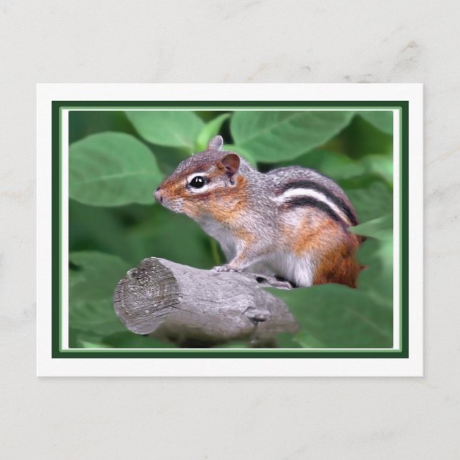 Chippy Postkarte (Vorderseite)