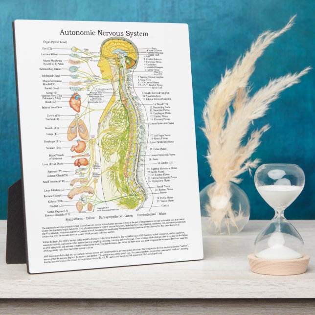 Chiropractic Autonomic Nereuch System Easel Fotoplatte (Seite)