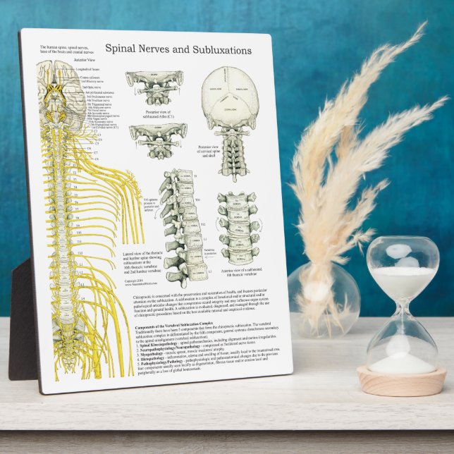 Chiropractic Spinal Nerves Subluxations Easel Fotoplatte (Seite)