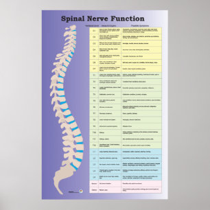 Chiropraktikum-Poster für die Funktion der Wirbel Poster