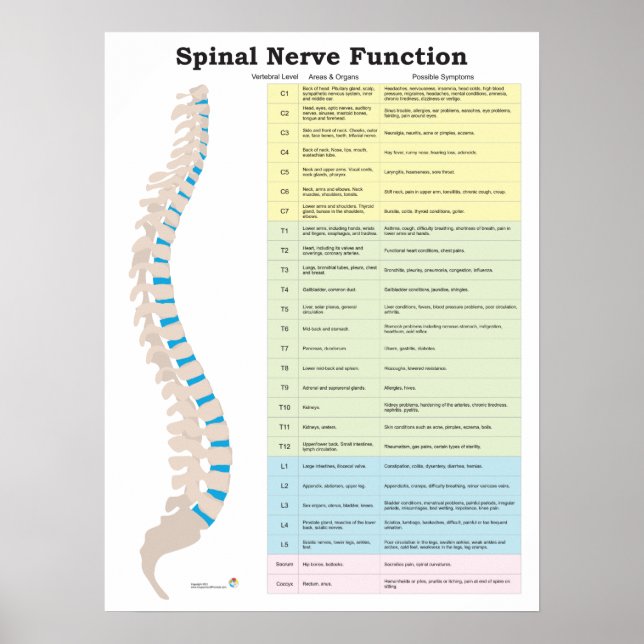 Chiropraktikum-Poster für die Funktion der Wirbels Poster (Vorne)