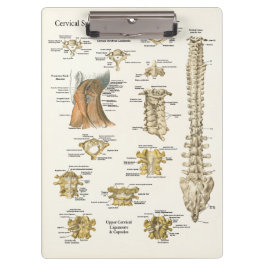 Chiropraktische Anatomie der Zervikalspine Klemmbrett