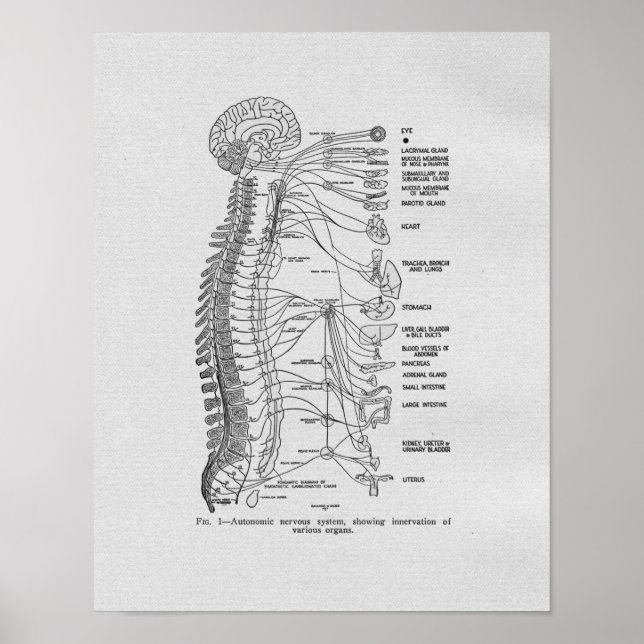 Chiropraktische Autonome Nerven Vintag drucken Poster (Vorne)