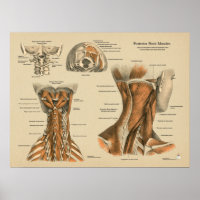 Chiropraktische Massagediagramm der Nackenspine