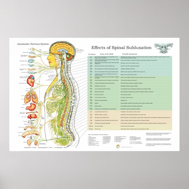 Chiropraktische Subluxation Spinal Nerves ANS Char Poster (Vorne)