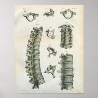 Chiropraktische Zervikale und Thorakische Spine