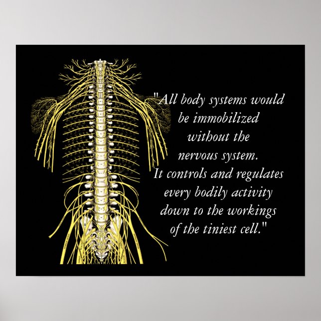 Chiropraktische Zitate und Redewendungen Nerven Poster (Vorne)