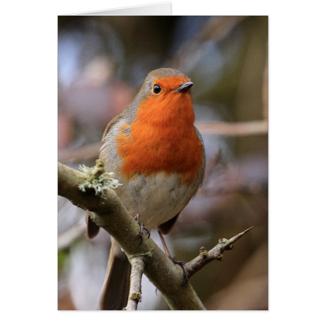 Chirpy Robin (Devant)