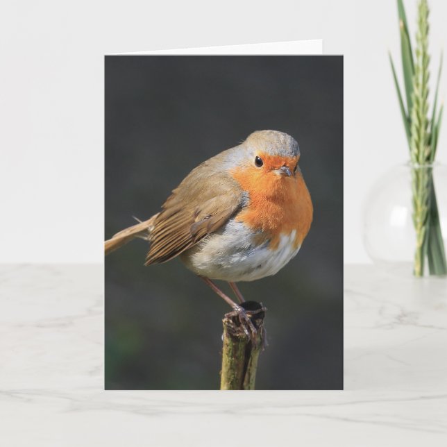 Chirpy Robin Karte (Vorderseite)