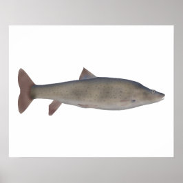 Chirruh Snowtrout Poster
