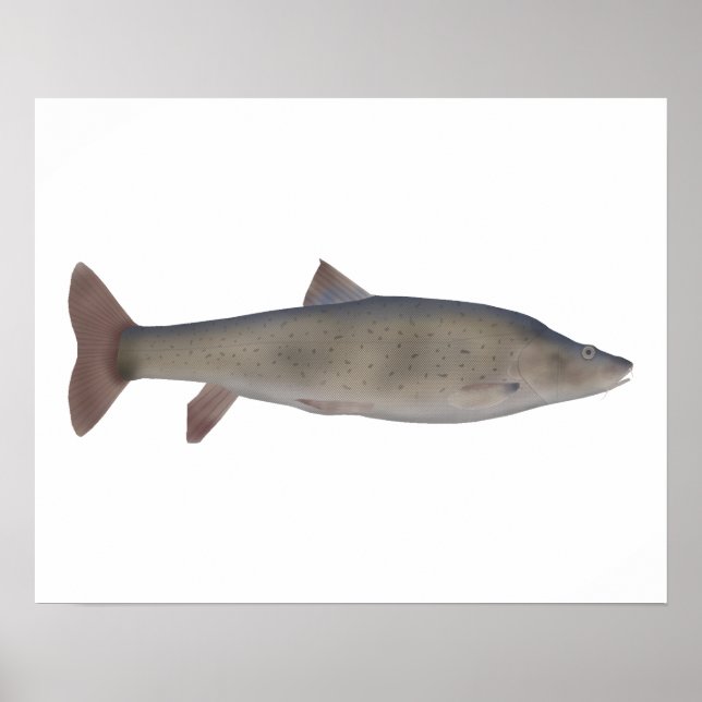 Chirruh Snowtrout Poster (Vorne)