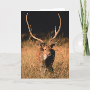 Chital Natural Habitat   Bandhavgar National Park Karte