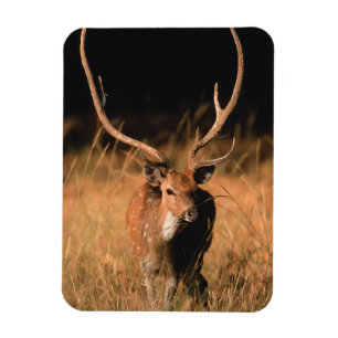 Chital Natural Habitat   Bandhavgar National Park Magnet