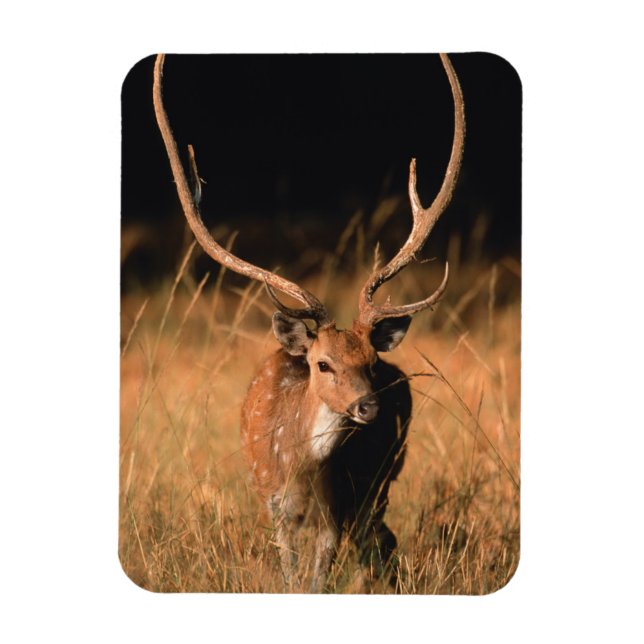 Chital Natural Habitat | Bandhavgar National Park Magnet (Vertikal)