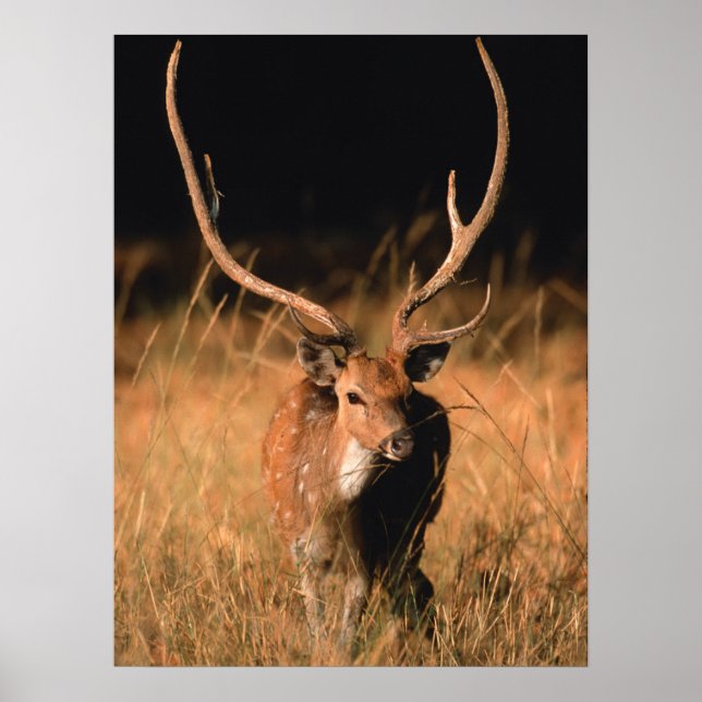 Chital Natural Habitat | Bandhavgar National Park Poster (Vorne)