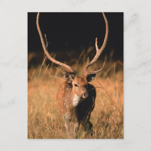 Chital Natural Habitat   Bandhavgar National Park Postkarte