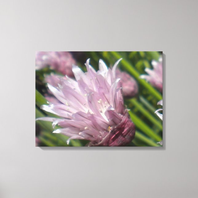 Chive Blossom Leinwand (Vorderseite)