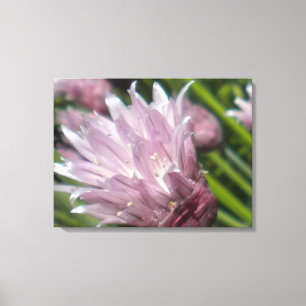 Chive Blossom Leinwand