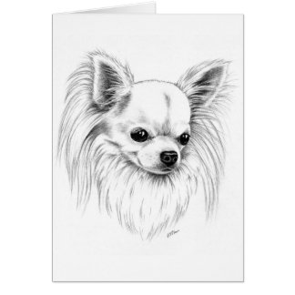 Chiwawa de Longcoat