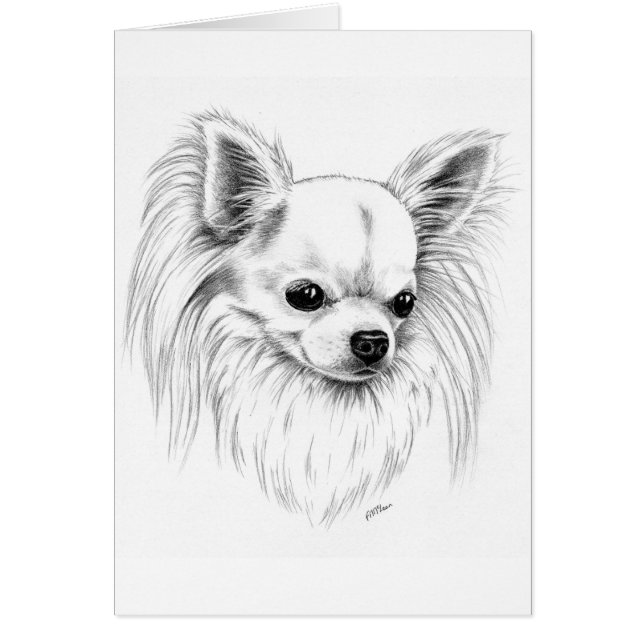 Chiwawa de Longcoat (Devant)