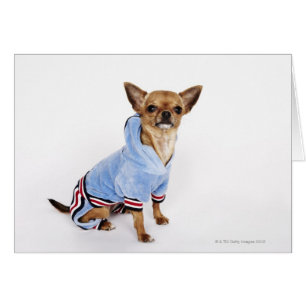 Chiwawa de tasse de thé