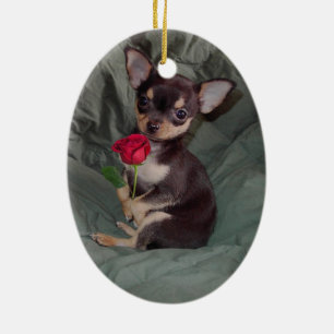 Chiwawa MerryRose tenant un ornement de rose