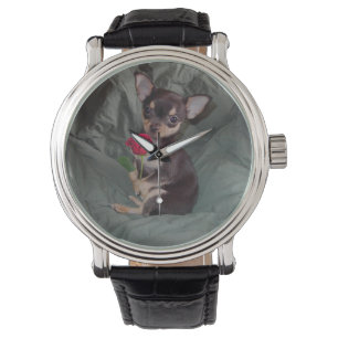Chiwawa MerryRose tenant une montre de rose