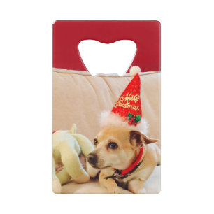 Chiwawa mignon de Noël
