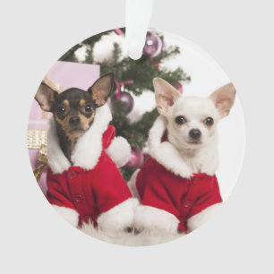 Chiwawa reposant et portant un costume de Noël