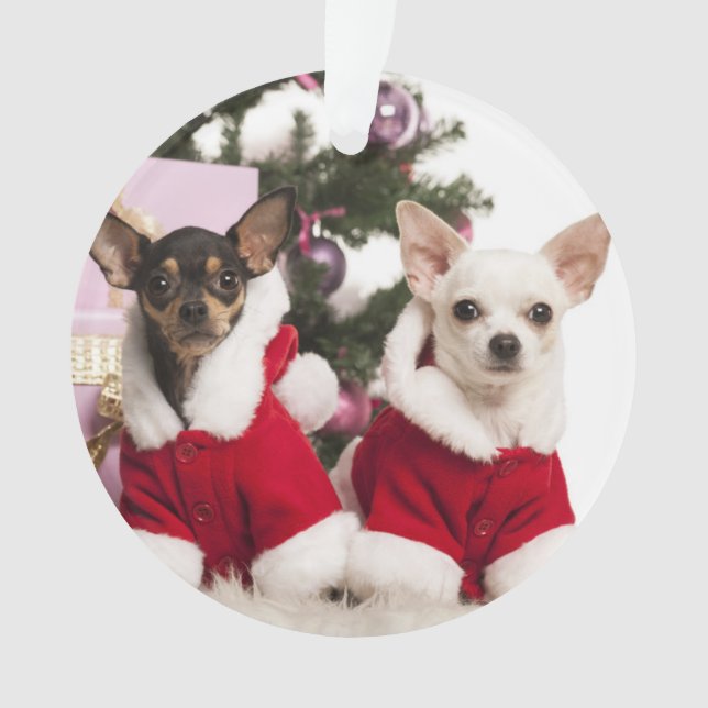 Chiwawa reposant et portant un costume de Noël (devant)