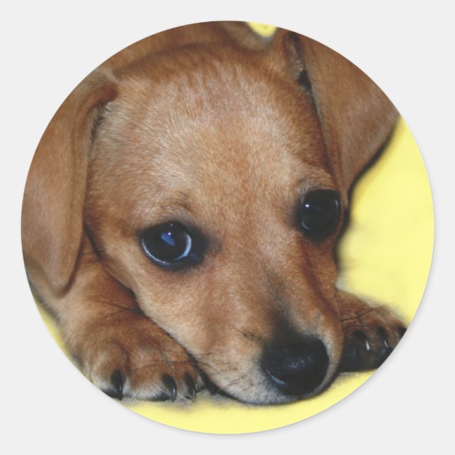 Chiweenie Sticker (Vorderseite)