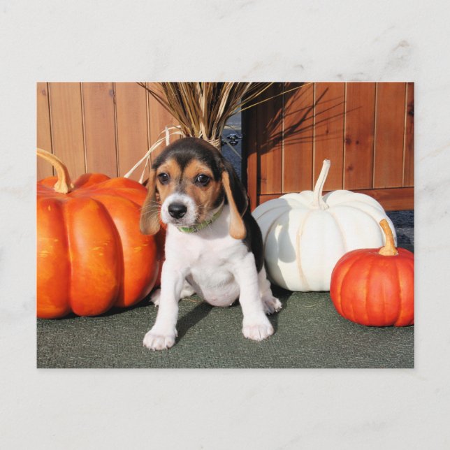 Chloe - Beagle Foto-1 Postkarte (Vorderseite)