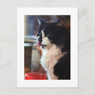 Chloe Licks Postkarte