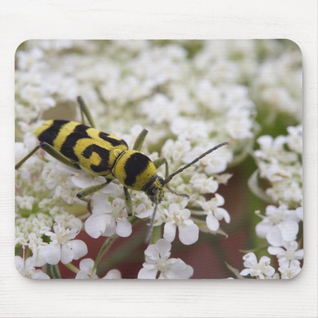 Chlorophorusvariante Mousepad (Vorne)