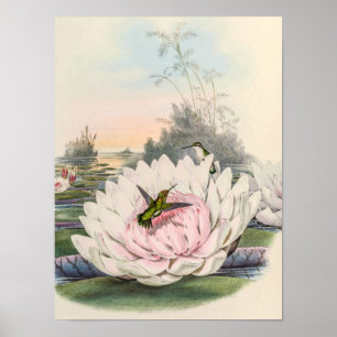 Chlorostilbon Portmanni von John Gould Poster