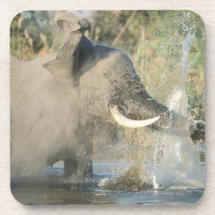 Chobe Fluss, Botswana, Afrika Getränkeuntersetzer