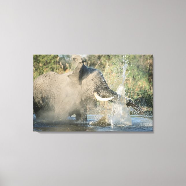 Chobe River, Botswana, Afrika Leinwanddruck (Vorderseite)
