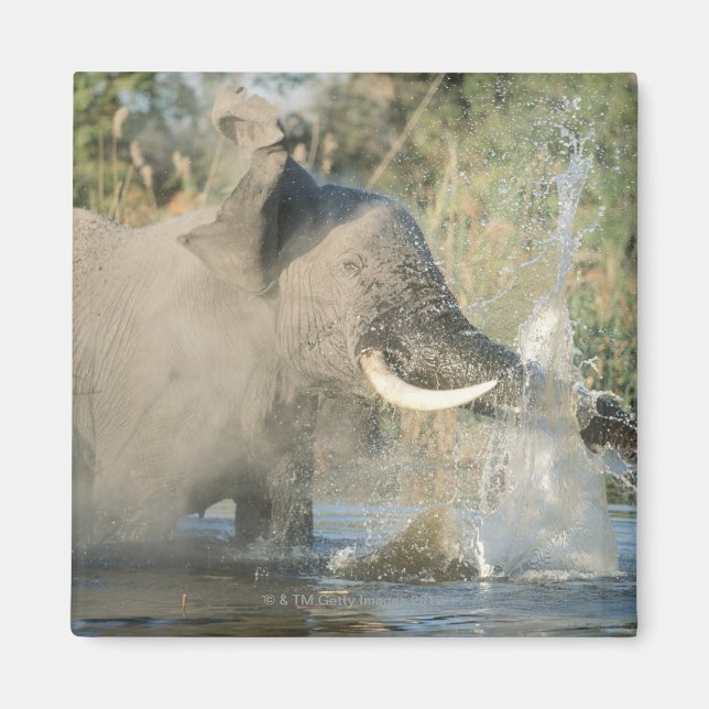 Chobe River, Botswana, Afrika Magnet (Vorne)