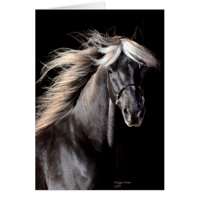 Choco Rocky Mountain Horse (Devant)