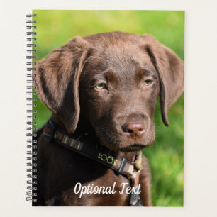 Chocolat Lab Chien Chien Chien Chien Chien