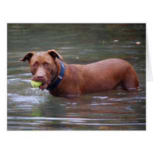Chocolat Lab Pit Mélanger Chien Avec Boule