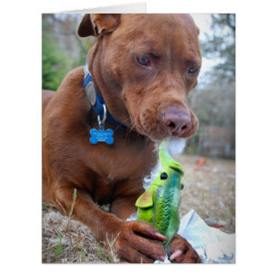Chocolat Lab Pit Mélanger Chien et Jouet
